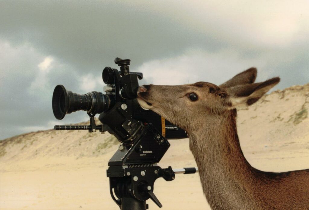 La biche à la plage, célèbre vidéo de Anthony Martin