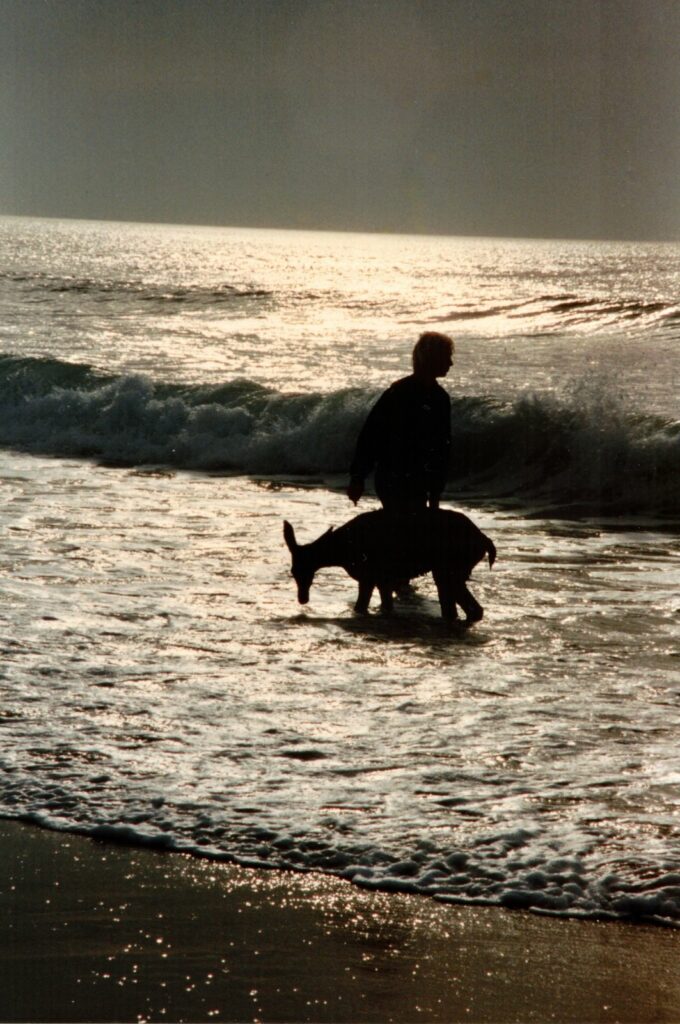 La biche à la plage, vidéo virale animalière de Anthony Martin
