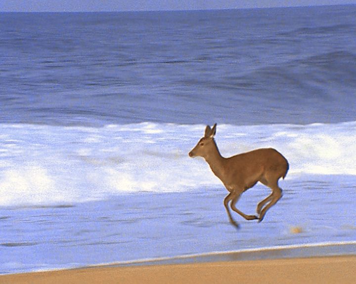 Vidéo la biche à la plage, de Anthony Martin