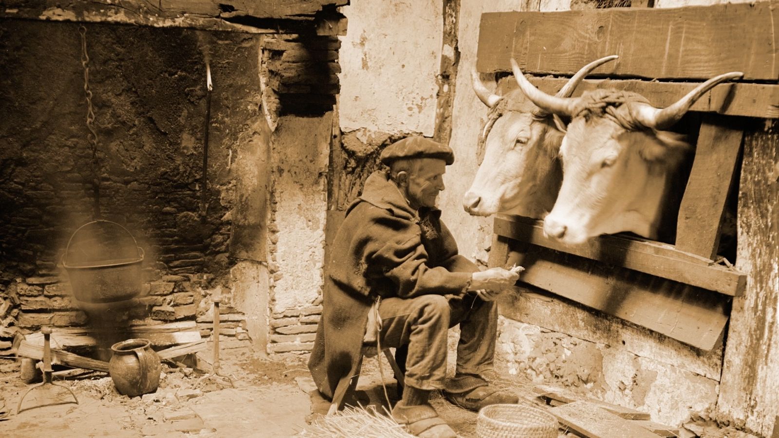 Numérisation de film : un landais avec ses vaches
